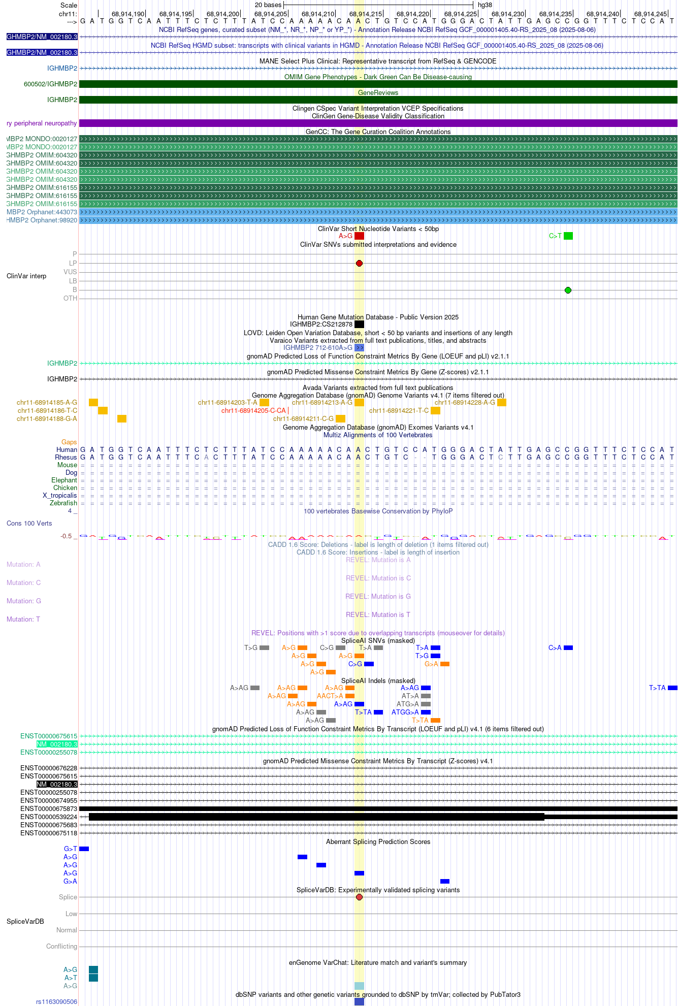 IGHMBP2 deep-intronic splice variant on hg38